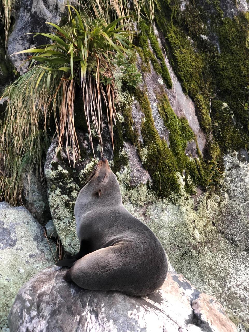 Milford Sound Overnight Cruise - Fiordland Discovery Exteriör bild